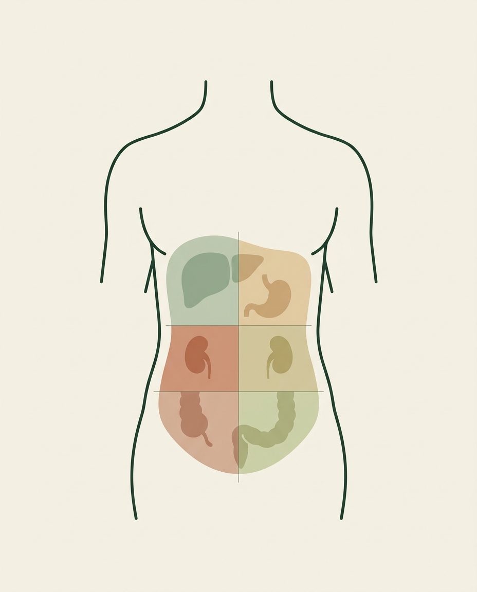 Illustration des zones de l'abdomen vue de face : hypocondres, flancs et fosses iliaques, avec la position du foie à droite du corps, de l'estomac à gauche, des reins sur les flancs, de l'appendice en bas à droite et du côlon sigmoïde en bas à gauche