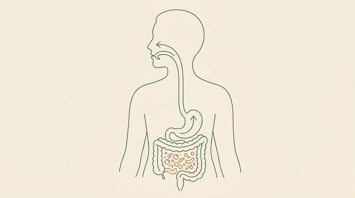 Schéma éditorial doux du tube digestif illustrant l'air avalé qui remonte en rots et la fermentation dans le côlon